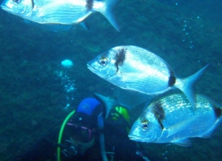  Diving among the fish 